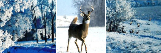 Whitetail Deer in winter