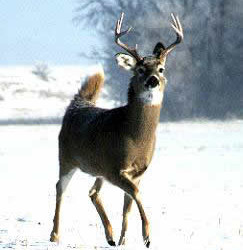 Whitetail deer in winter